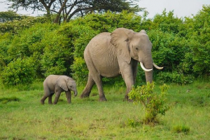 Lifespen slona - afrikanac, indijanac Lifespen slona - afrikanac, indijanac